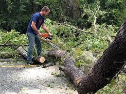 How Our Tree Care Process Works  in  Avenal, CA