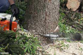 Best Tree and Shrub Care  in Avenal, CA
