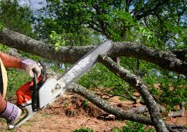 Trusted Avenal, CA Tree Care Experts