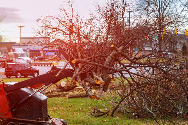 Best Tree Maintenance Programs  in Avenal, CA