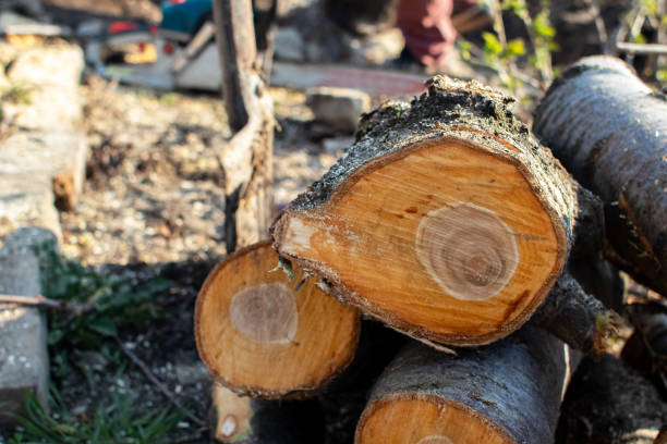  Avenal, CA Tree Care Pros