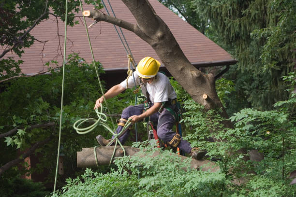 Best Tree Health Inspection  in Avenal, CA
