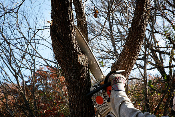 Best Aeration Services  in Avenal, CA