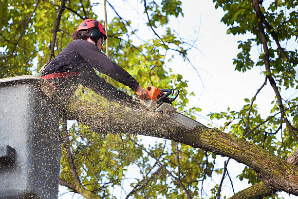 Best Root Management and Removal  in Avenal, CA